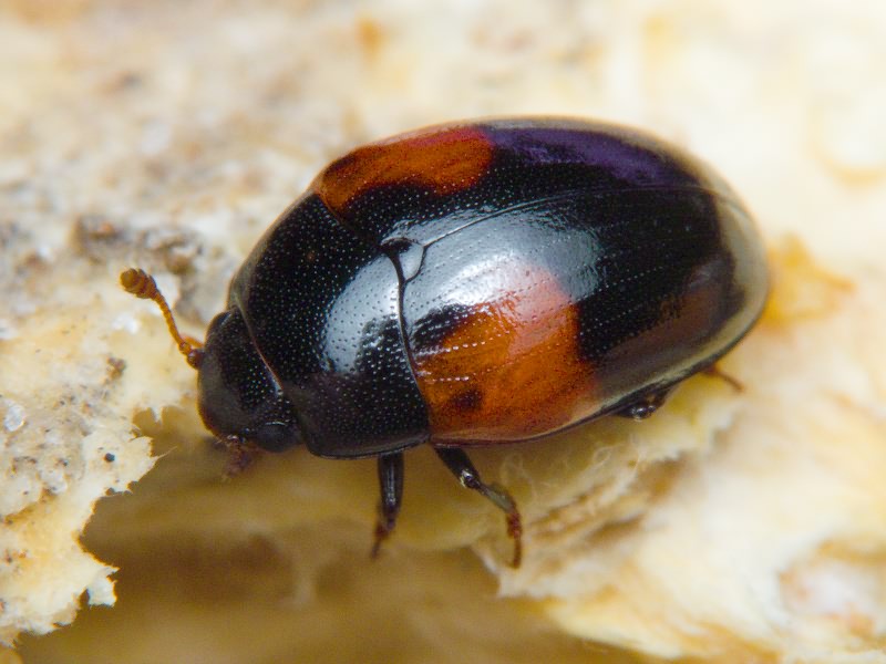 Tritoma bipustulata Fabricius, 1775